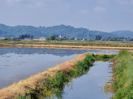 Forschungsprojekt Siliziplants: Beprobung im Piemonte